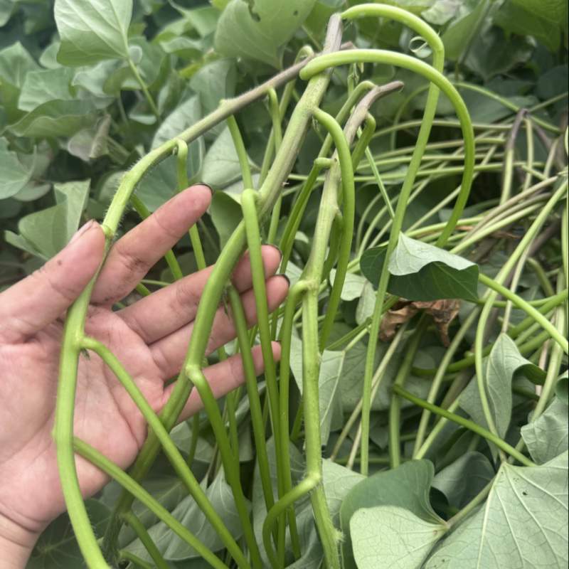 榴莲蜜薯苗