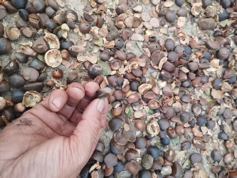 精品山茶油产地一手货源全国发货量大价优欢迎随时联系
