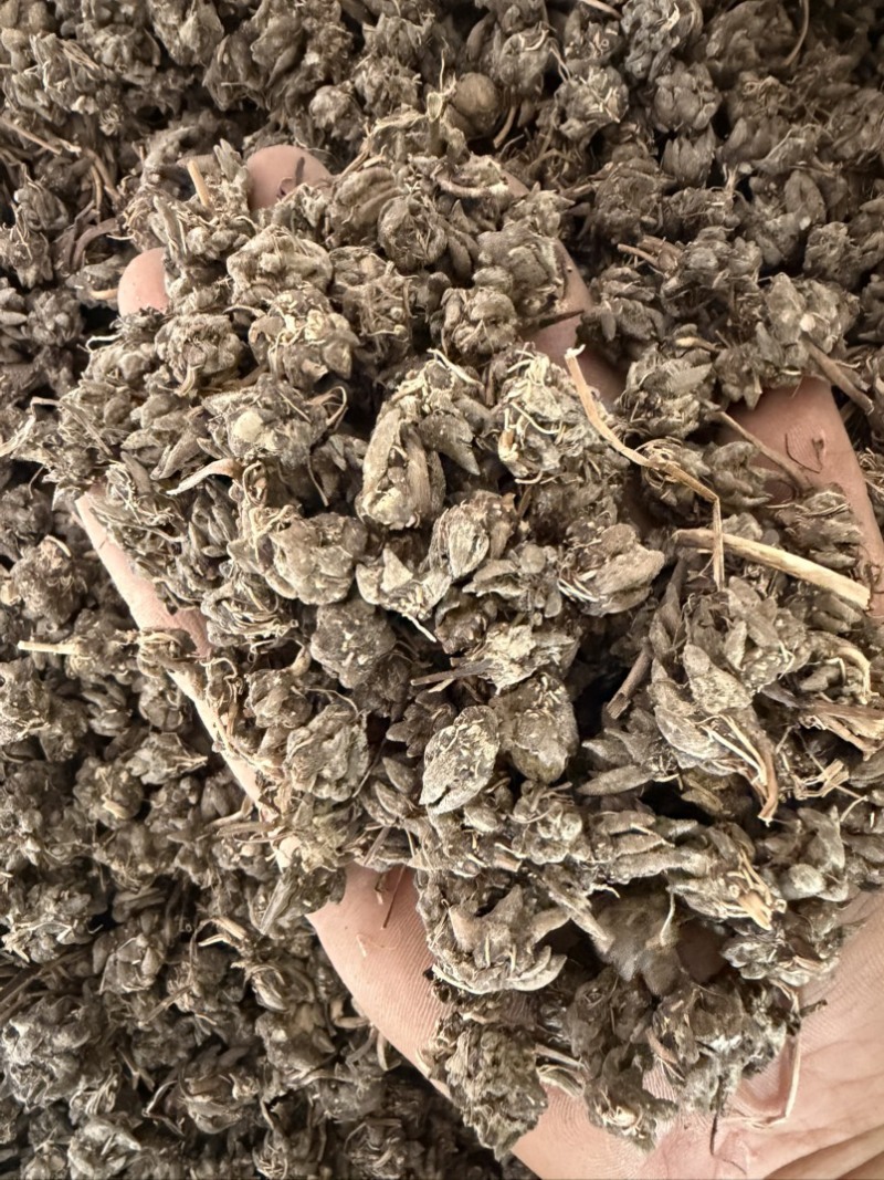 精品毛头野生猫爪草