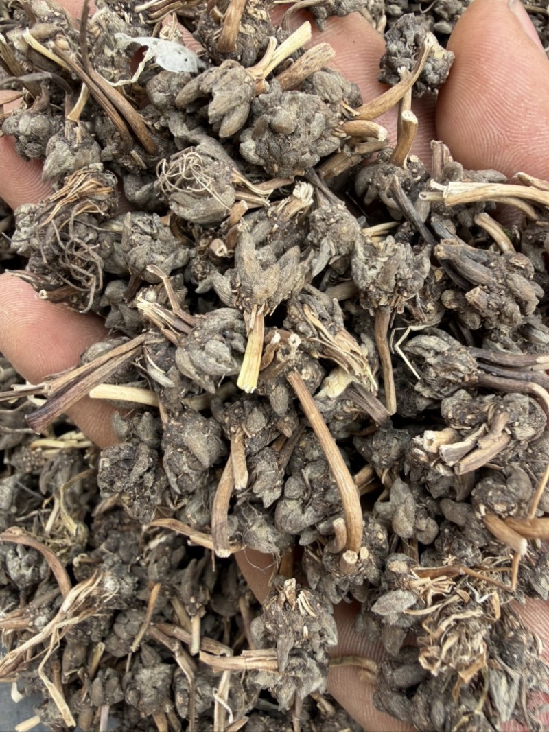 精品毛头野生猫爪草