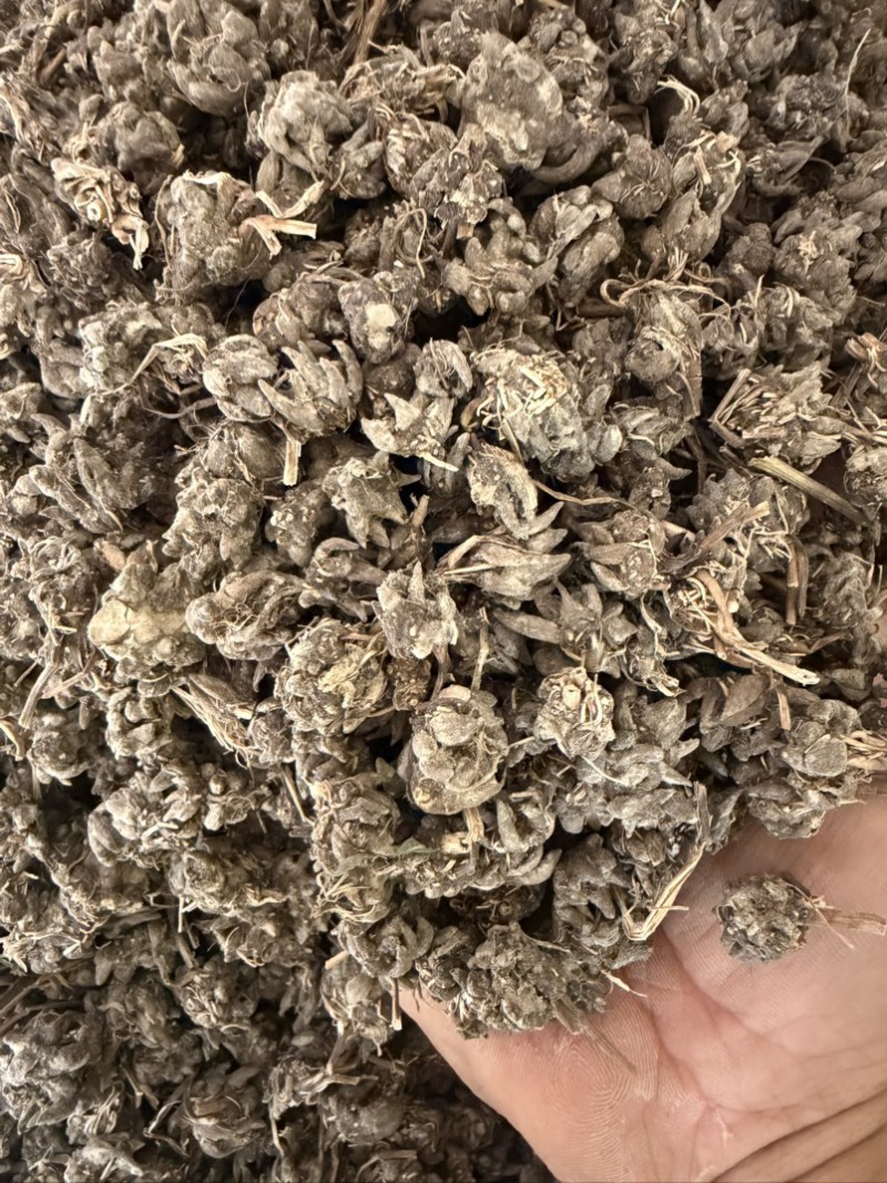 精品毛头野生猫爪草
