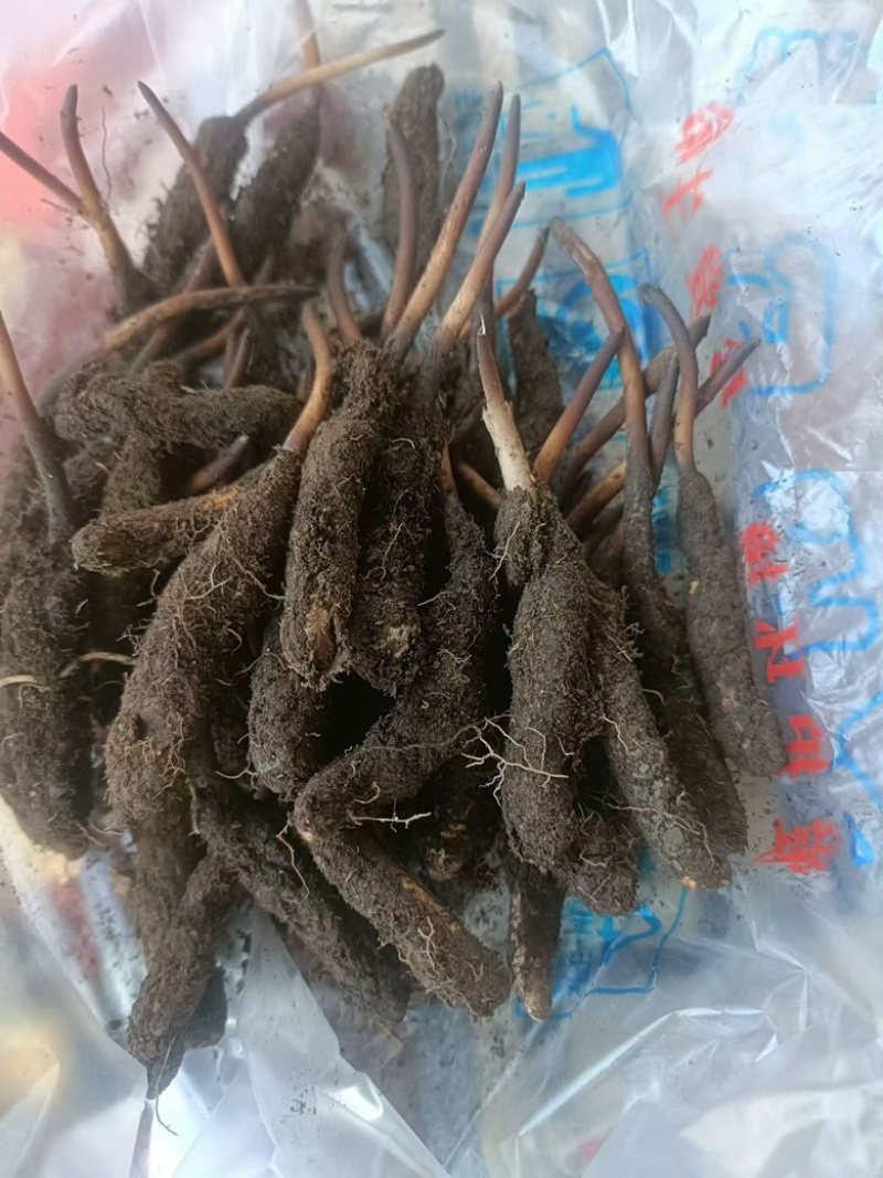 ******虫草原产地精选长期供货中
