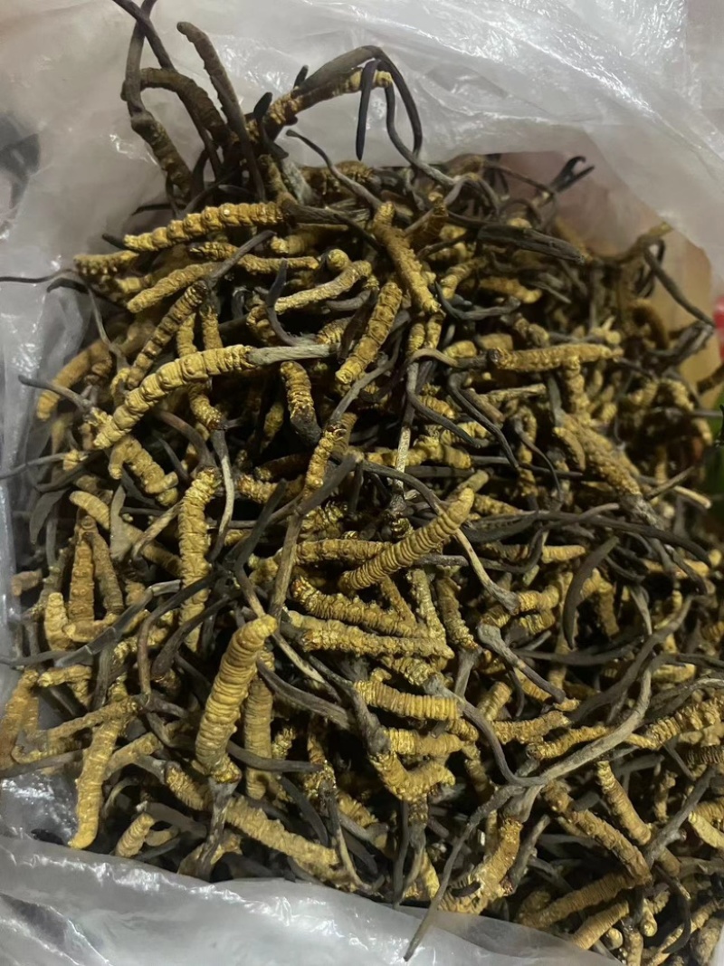 ******虫草原产地精选长期供货中