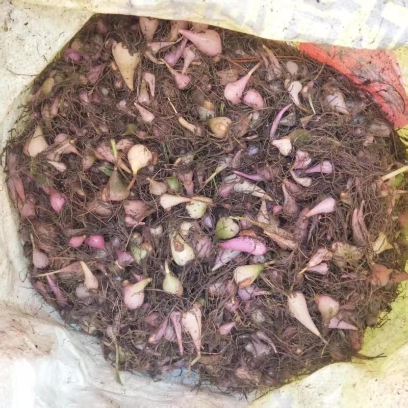 毛慈菇山慈姑白芨！！！！！！！！！！！！！