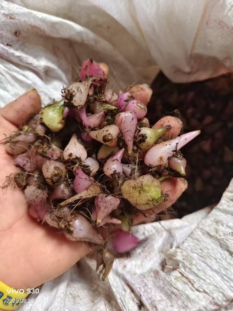 毛慈菇山慈姑白芨！！！！！！！！！！！！！