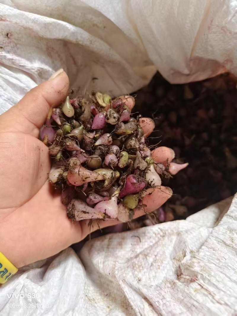 毛慈菇山慈姑白芨！！！！！！！！！！！！！