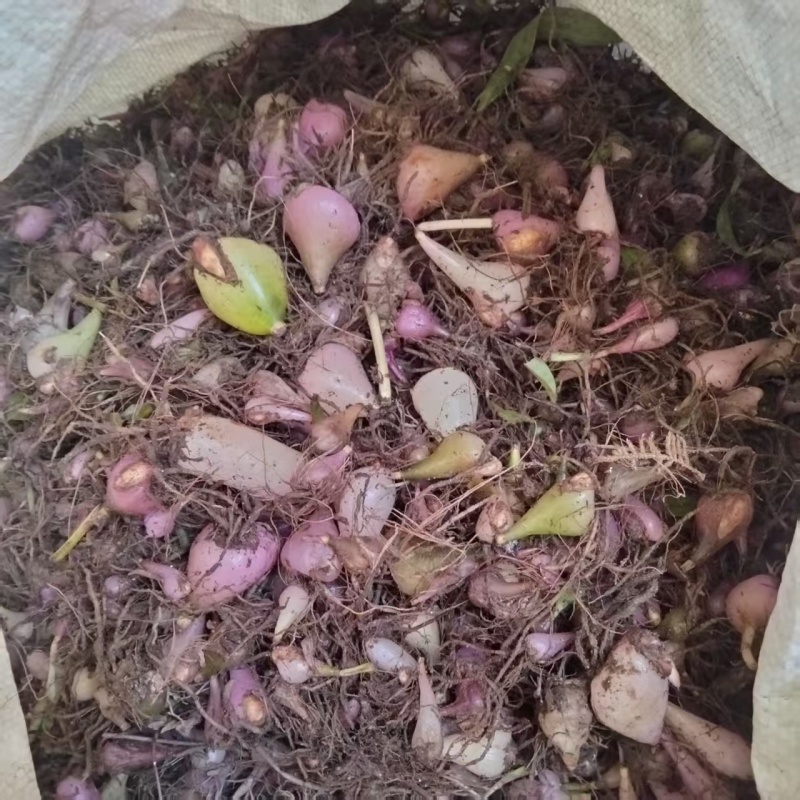 毛慈菇山慈姑白芨！！！！！！！！！！！！！