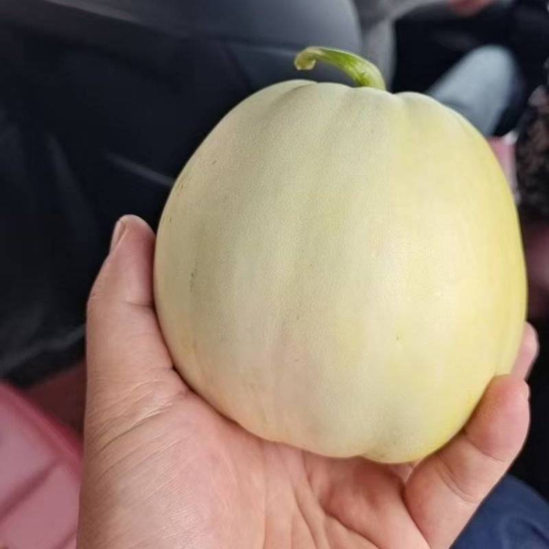 盐东镇美浓甜瓜