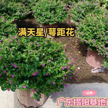 满天星/萼距花5块/盆基地价