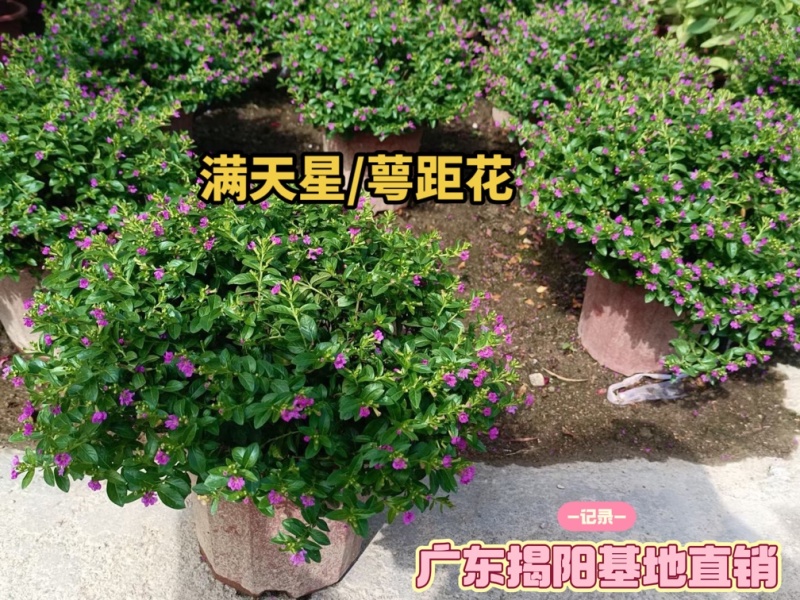 满天星/萼距花5块/盆基地价