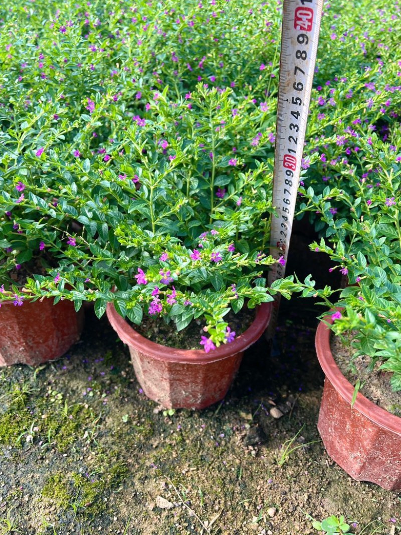 满天星/萼距花5块/盆基地价