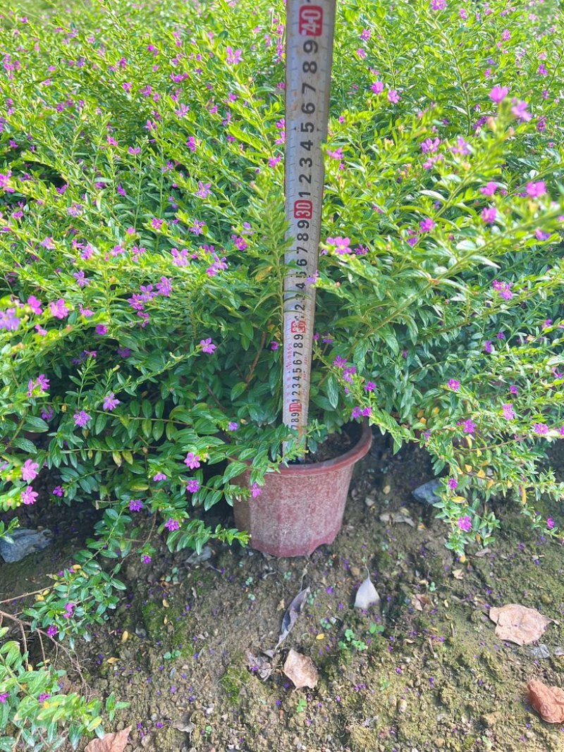 满天星/萼距花5块/盆基地价