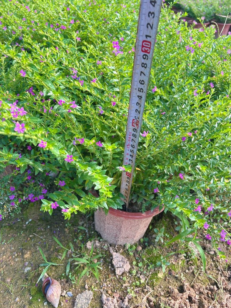 满天星/萼距花5块/盆基地价
