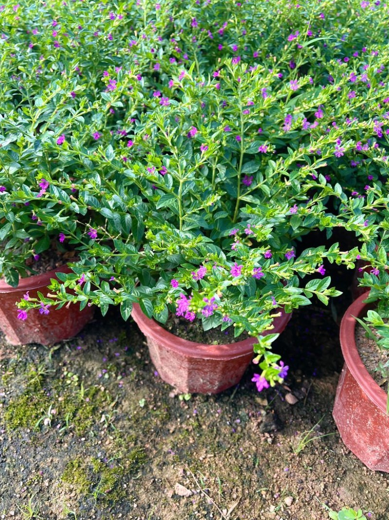 满天星/萼距花5块/盆基地价