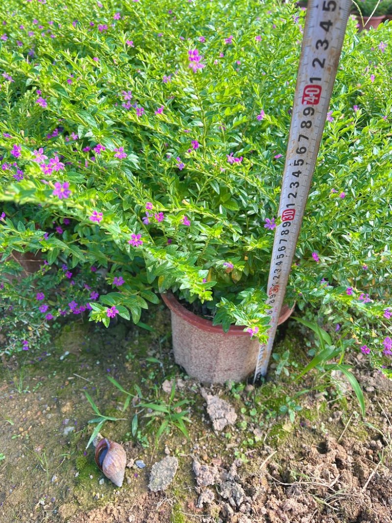 满天星/萼距花5块/盆基地价