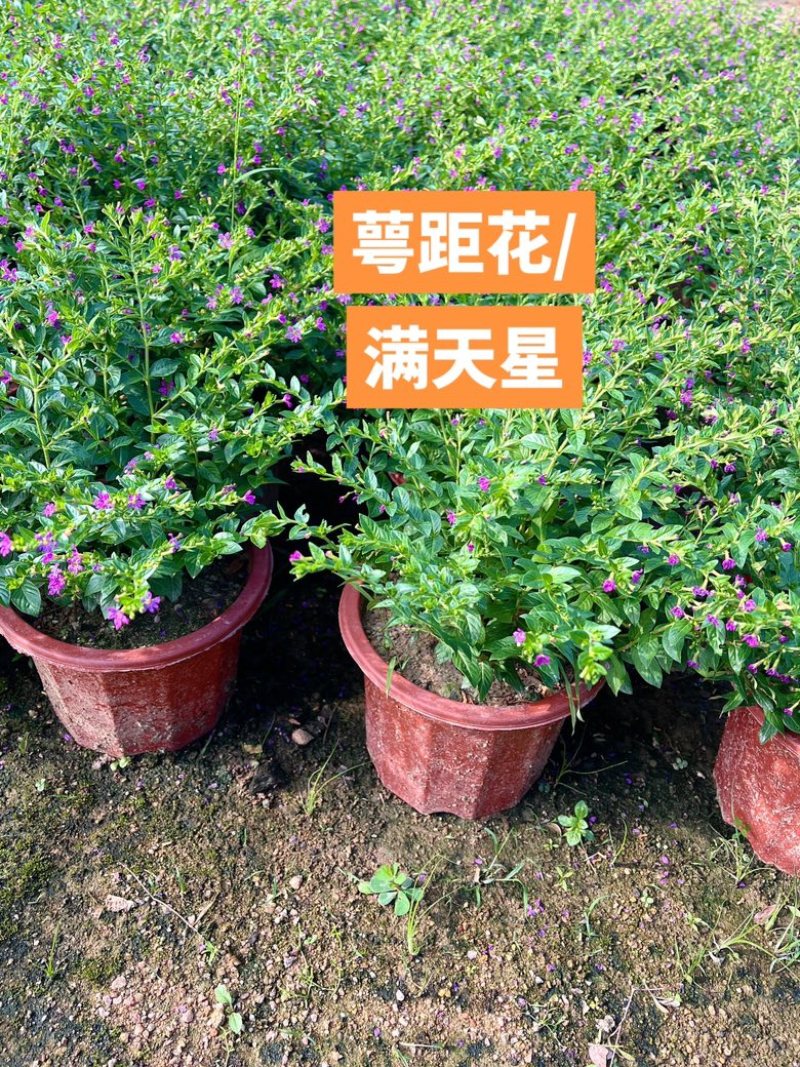 满天星/萼距花5块/盆基地价