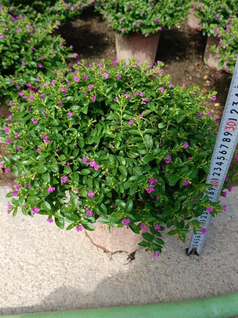 满天星/萼距花5块/盆基地价