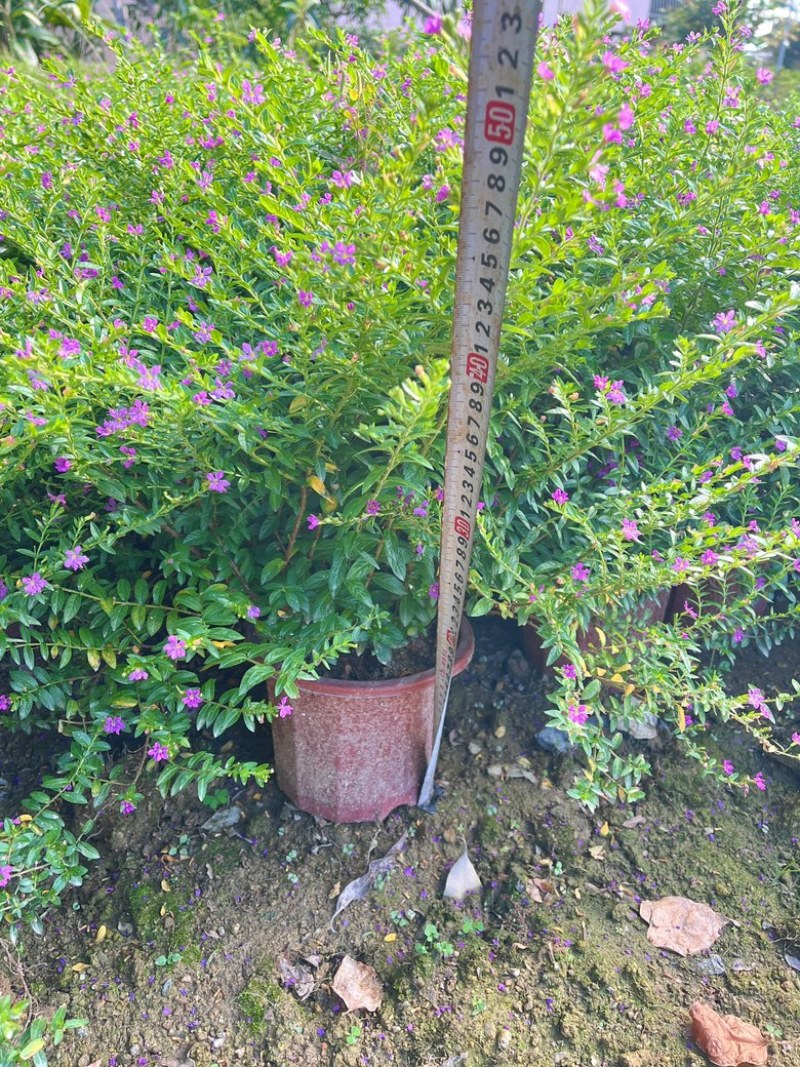 满天星/萼距花5块/盆基地价