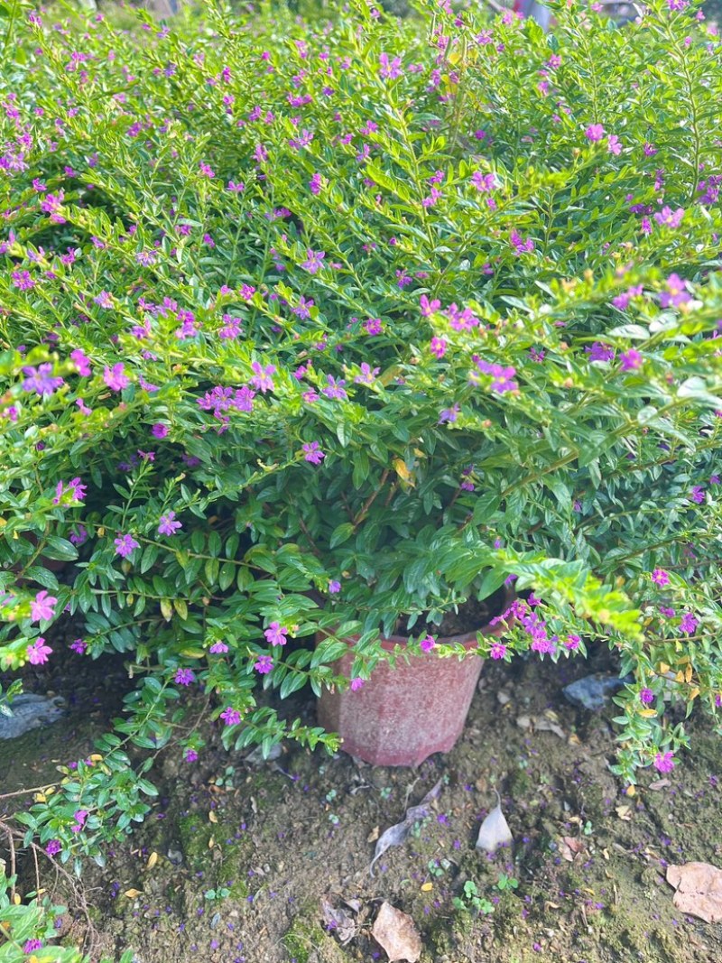 满天星/萼距花5块/盆基地价