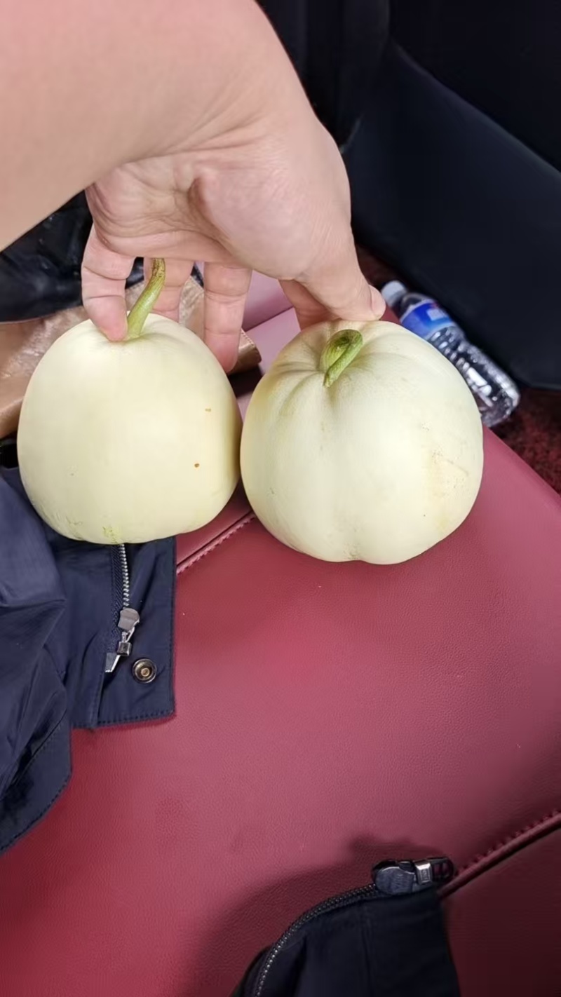 盐东镇美浓甜瓜