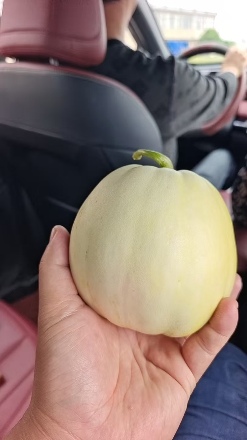 盐东镇美浓甜瓜
