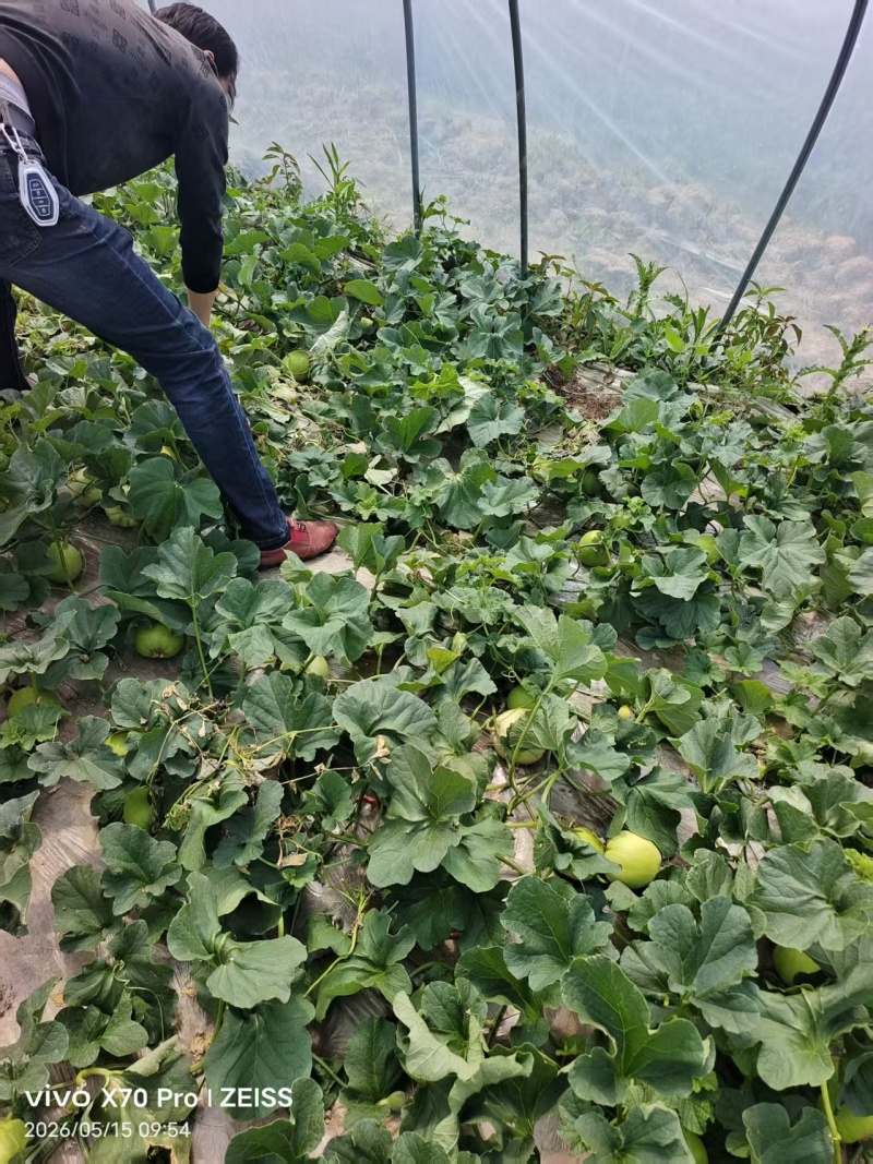 盐东镇美浓甜瓜