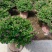 满天星/萼距花5块/盆基地价