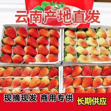 云南夏季草莓蒙特瑞草莓基地直供买一件多送一盒