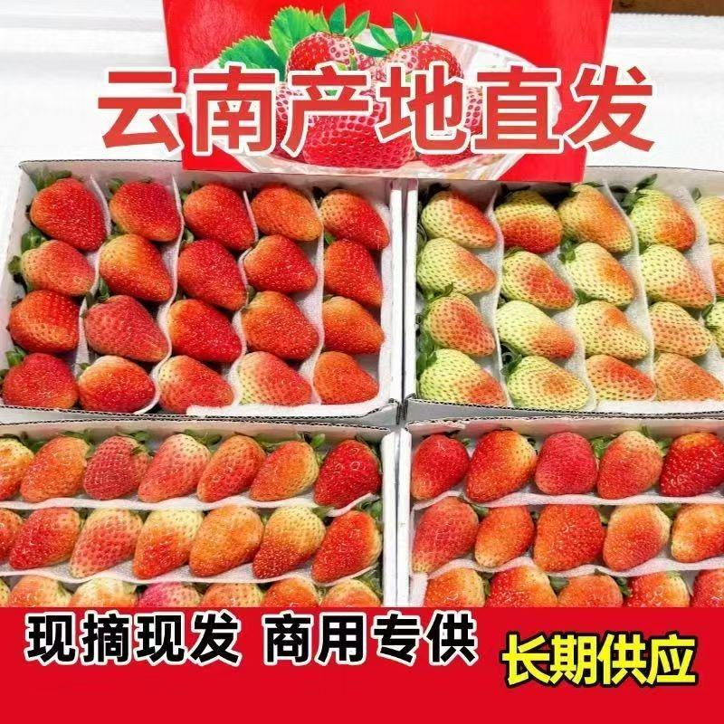 云南夏季草莓蒙特瑞草莓基地直供买一件多送一盒
