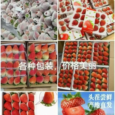 云南四季草莓蒙特瑞草莓基地直供货源充足供商超市场