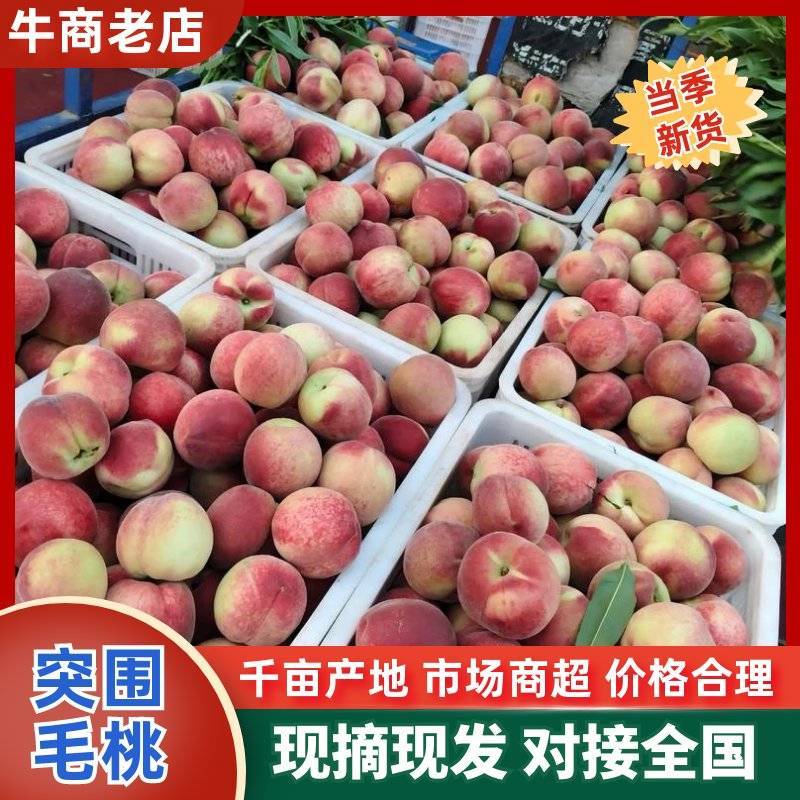 突围毛桃&湖北毛桃【基地现摘全国代发】量大从优/欢迎来电