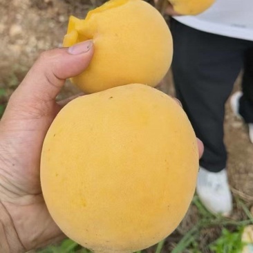 四川黄桃大量上市，产地直供大量有货质量保证一手货源