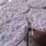 莓茶