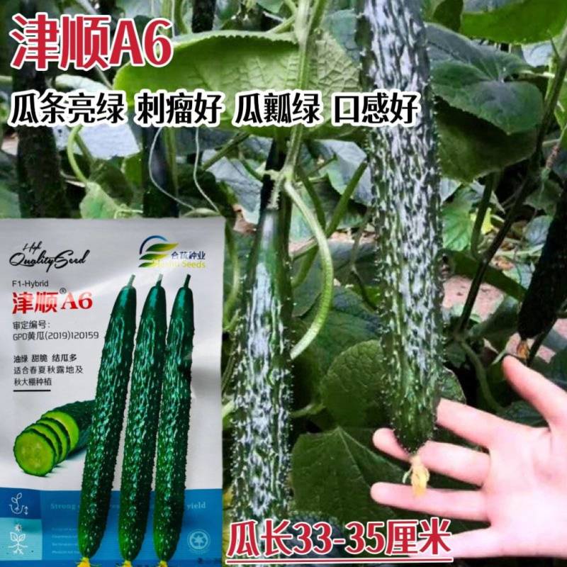 强雌油亮黄瓜种籽蜜刺耐热高产绿皮绿肉瓜型黄瓜种籽顺直大田