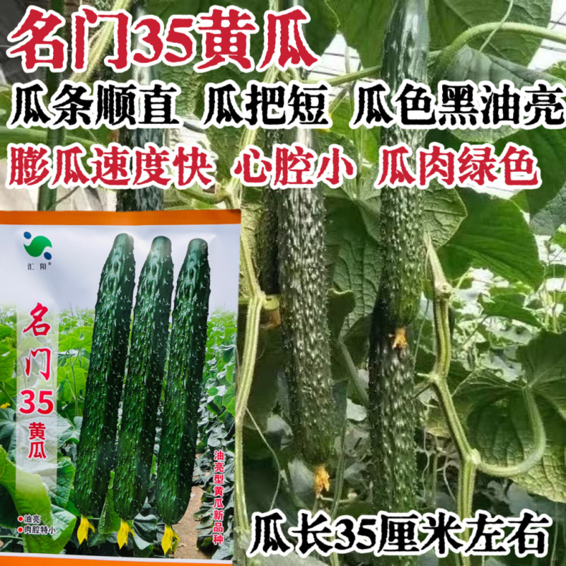 强雌油亮黄瓜种籽蜜刺耐热高产绿皮绿肉瓜型黄瓜种籽顺直大田