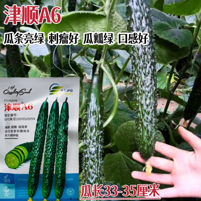 强雌油亮黄瓜种籽蜜刺耐热高产绿皮绿肉瓜型黄瓜种籽顺直大田