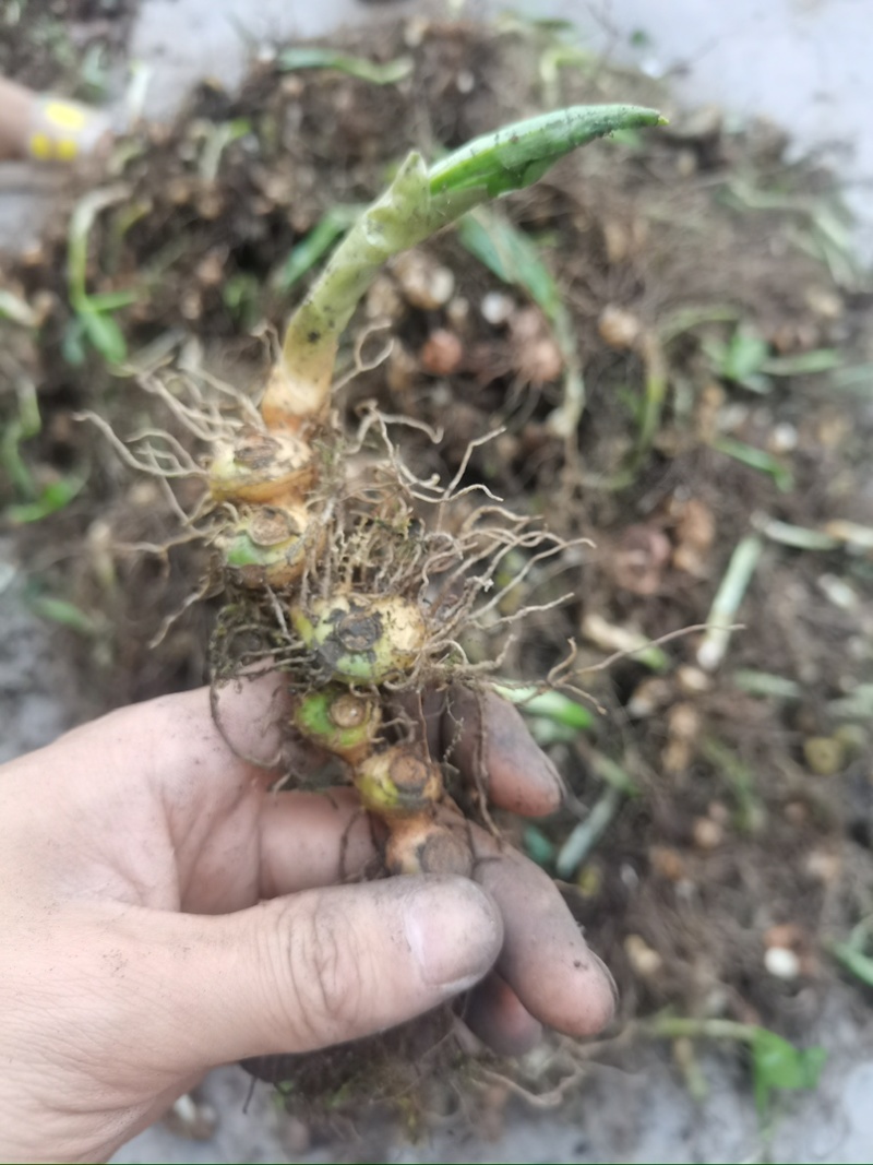 野生鹿药，偏头七，鹿药可出干货鲜货需要联系
