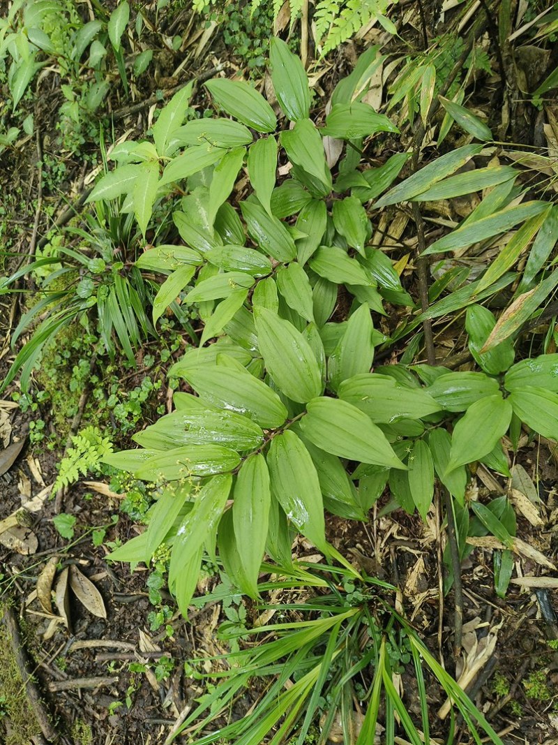 野生鹿药，偏头七，鹿药可出干货鲜货需要联系