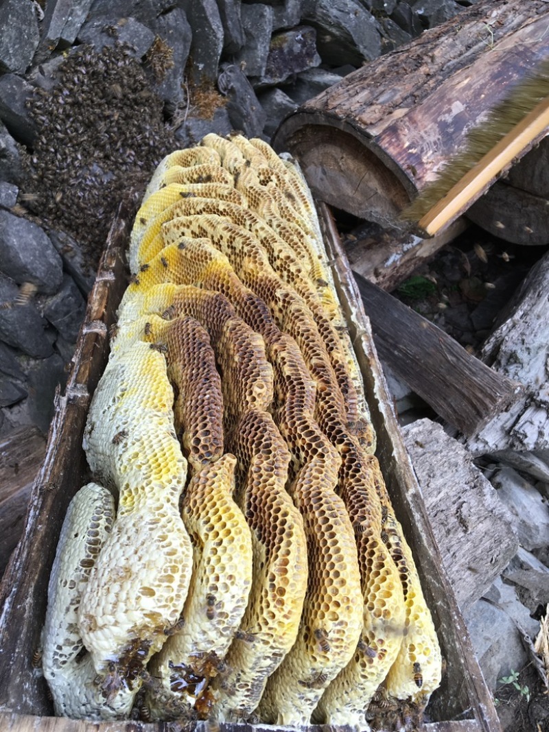 土蜂蜜，口感纯正，营养价值高，老少皆宜货源充足