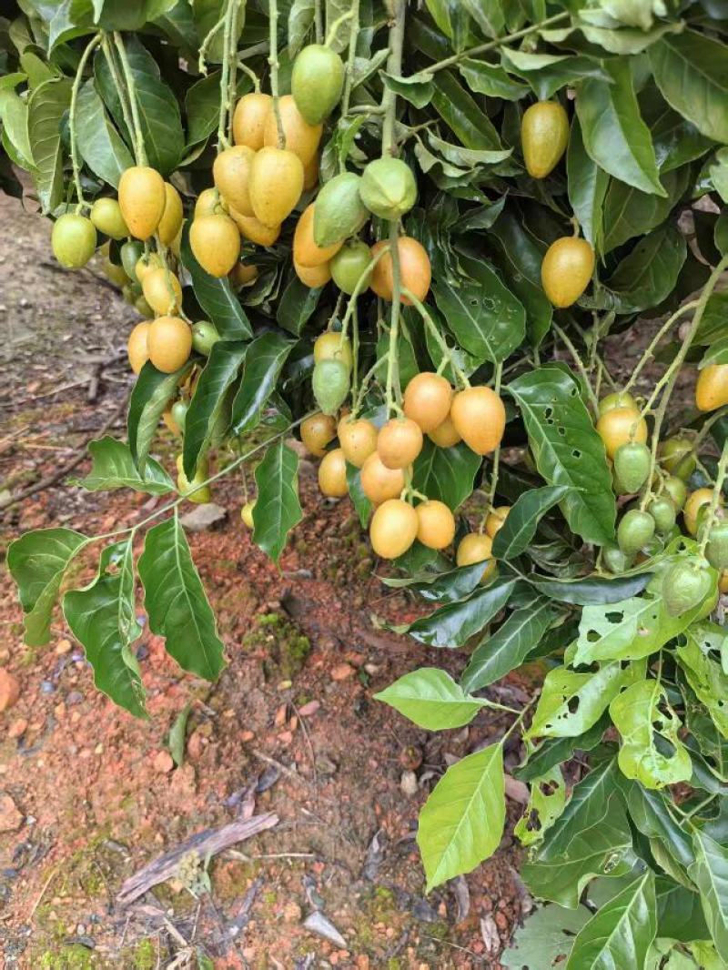 精品黄皮果广州增城现摘现发自然成熟***