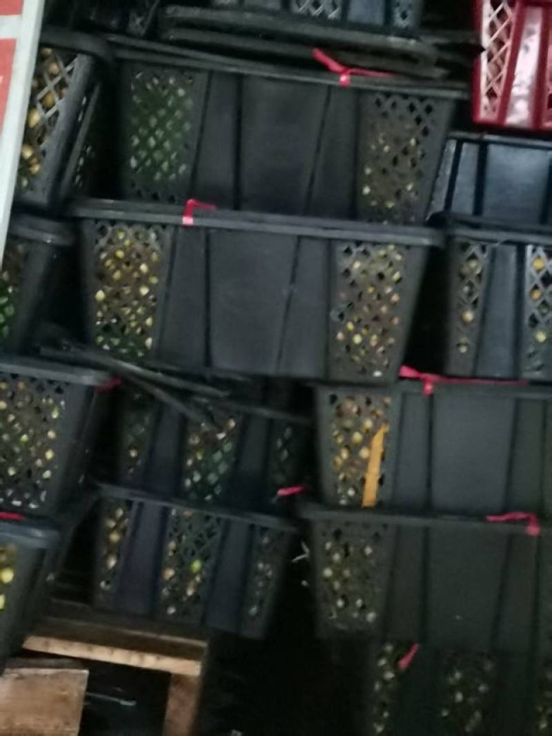 精品黄皮果广州增城现摘现发自然成熟***