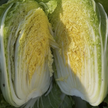 白菜。黄心白菜。小矮颗