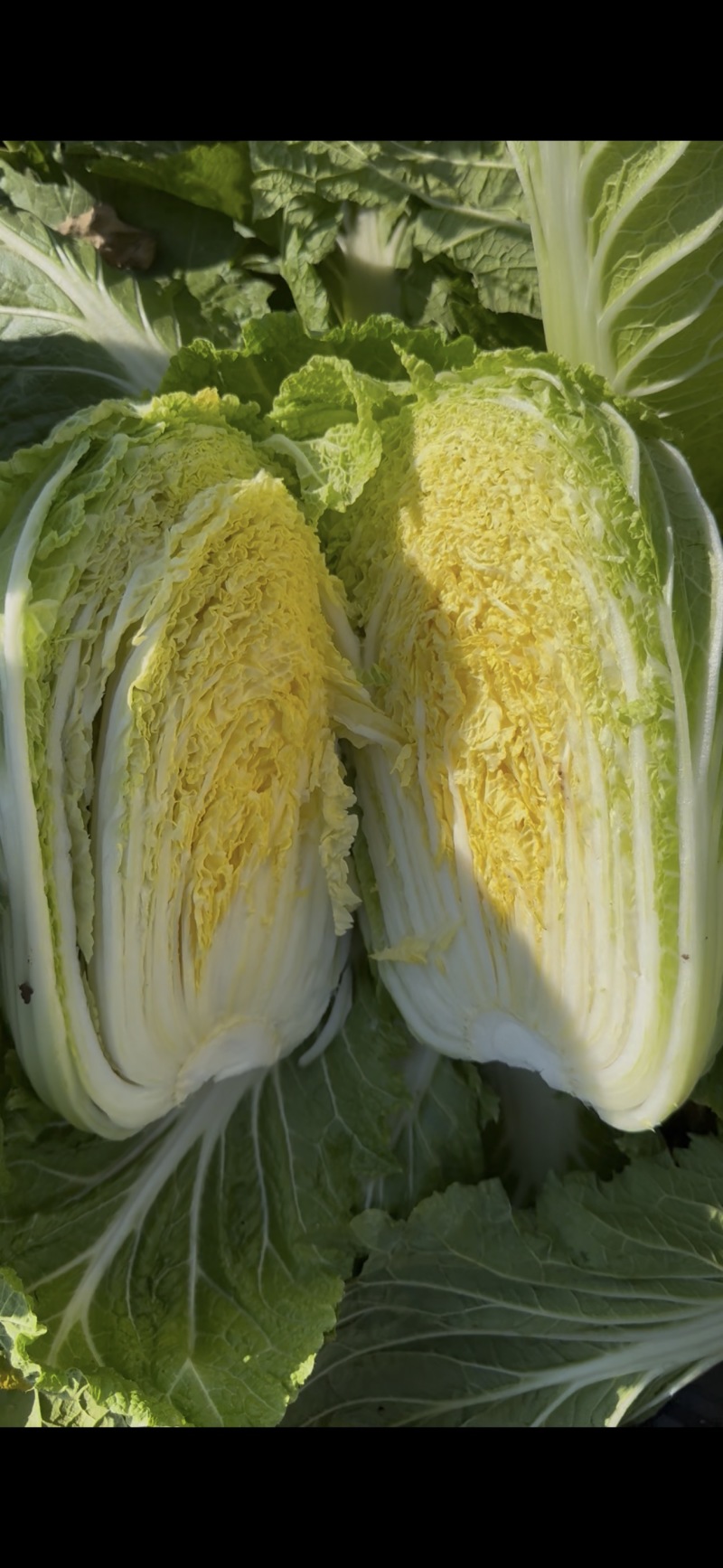 白菜。黄心白菜。小矮颗