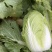 白菜。黄心白菜。小矮颗