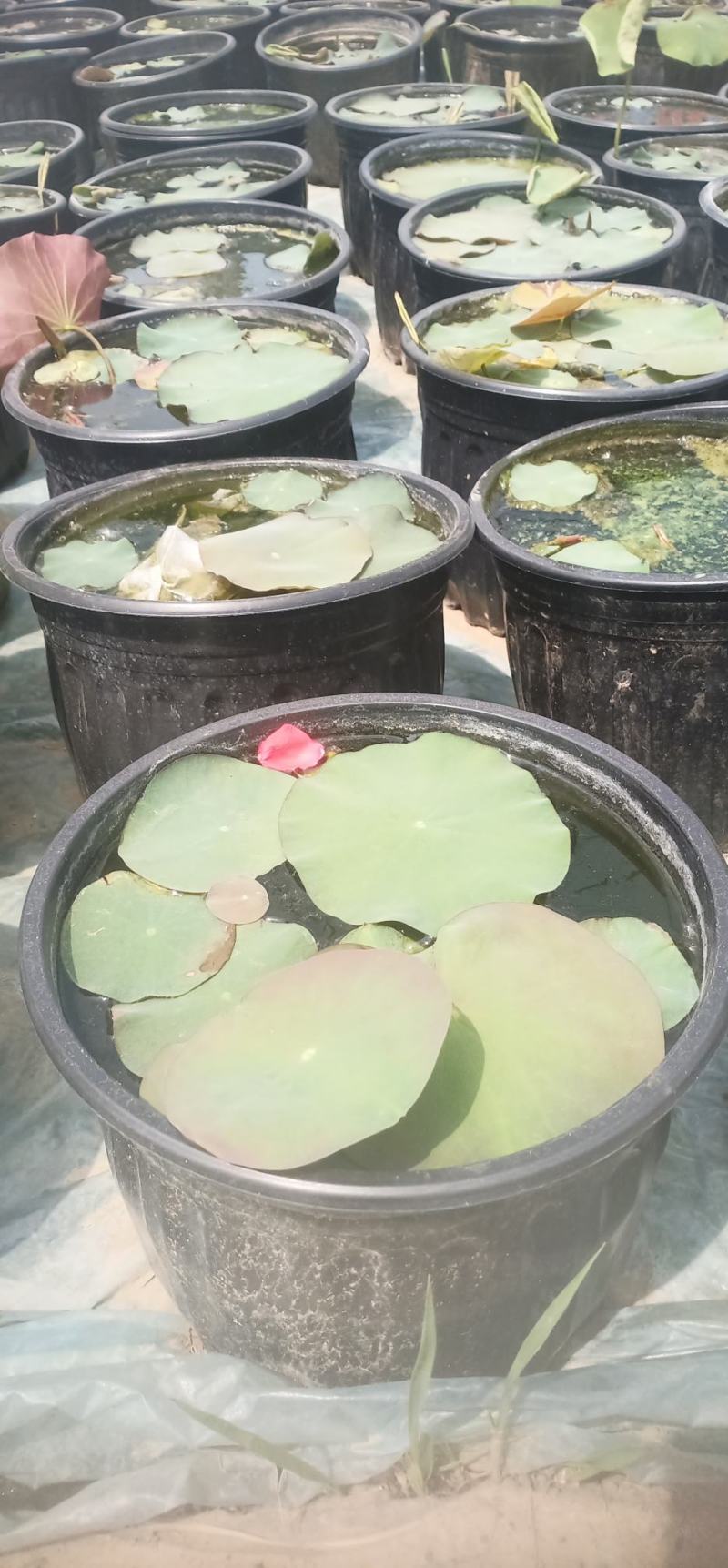 莲花苗大型观赏荷花盆栽水养带花苞庭院池塘水培盆缸荷花成品