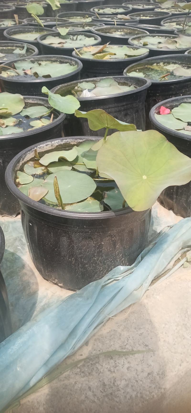 莲花苗大型观赏荷花盆栽水养带花苞庭院池塘水培盆缸荷花成品