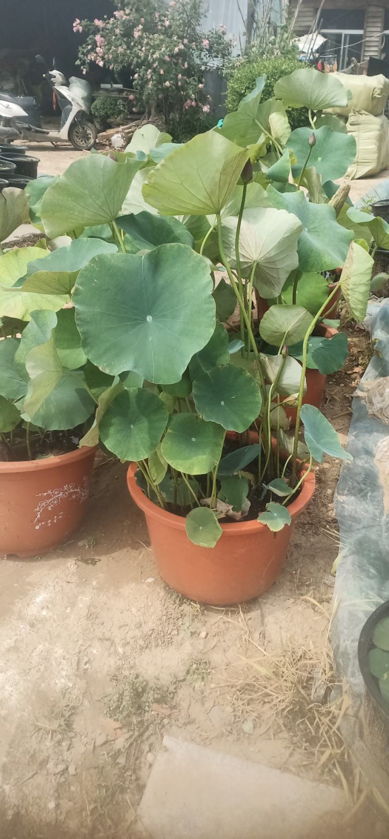 莲花苗大型观赏荷花盆栽水养带花苞庭院池塘水培盆缸荷花成品