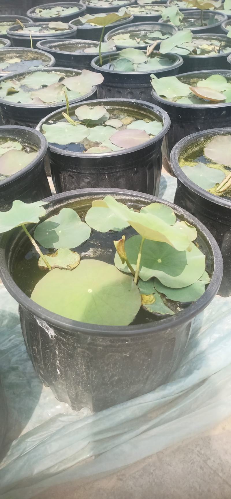 莲花苗大型观赏荷花盆栽水养带花苞庭院池塘水培盆缸荷花成品