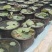 莲花苗大型观赏荷花盆栽水养带花苞庭院池塘水培盆缸荷花成品