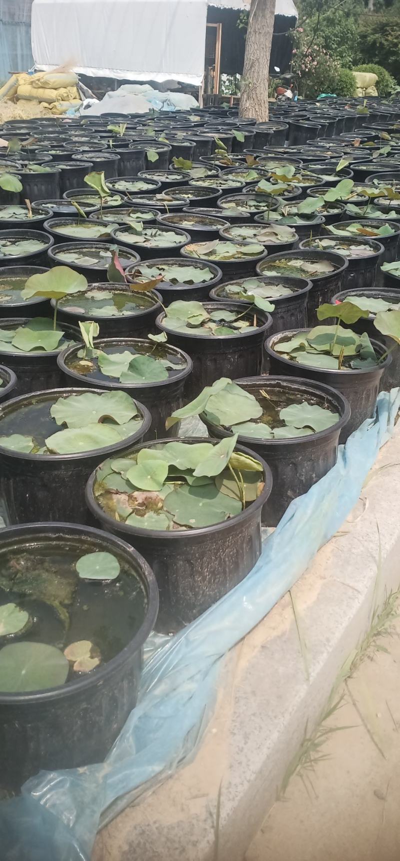 莲花苗大型观赏荷花盆栽水养带花苞庭院池塘水培盆缸荷花成品